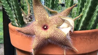 Stapelia gigantea ‘ZULU GIANT’ STARFISH flower common known as carrion flower [upl. by Rapsag]