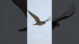 Compared to Maxine Ozzy is a tiny Peregrine Falcon falcon peregrinefalcon birdsofprey [upl. by Garrik]