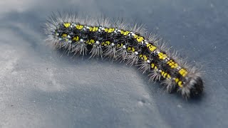 The Small Tortoiseshell Butterfly caterpillar Aglais urticae AT YELLOW 13 BIKE BREAKERS [upl. by Pauiie409]