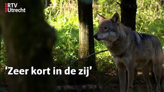 Ouders en bso wolf beet meisje  RTV Utrecht [upl. by Swisher]