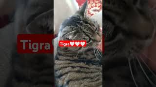 Husdjur tigra ♥️ [upl. by Erik990]