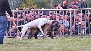 Dogo Argentino vs Pastor Del Cáucaso FACTS [upl. by Aretse198]