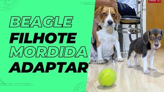 Tudo sobre BEAGLES O BEAGLE FILHOTE [upl. by Phalan117]