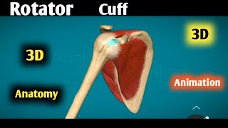 rotator cuff anatomy 3d  rotator cuff muscles  rotator cuff muscles actions animation [upl. by Imray]