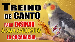 CALOPSITA CANTANDO ASSOBIOS E CANTOS [upl. by Lianne522]