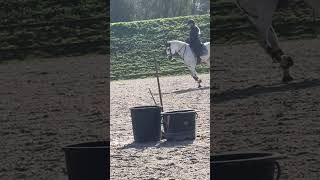 horse equestrian cheval pony evolution dressage horseriding showjumping [upl. by Aleirbag769]