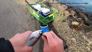 Portland Fishing Nearly Spooled TWICE 39kmhr Winds Fishing Off Portland Vic Breakwall [upl. by Ycnaf170]