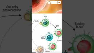 Bcells الخلايا البائية قصة بيلا immunesystem lnl medicalstudent [upl. by Zarihs]