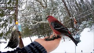 Pine Grosbeak amp RedBreasted Nuthatch [upl. by Ehcadroj]