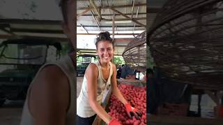 Behind the scenes of the Earther Academy Lychee Farm ￼lychee fruit [upl. by Rosecan]