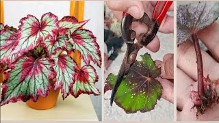 How to Propagate Begonia Rex from leaves and stem cuttings The result is amazing [upl. by Joane]