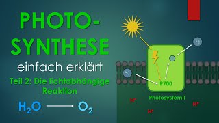 2 Die lichtabhängige Reaktion  PHOTOSYNTHESE einfach erklärt [upl. by Mareld]