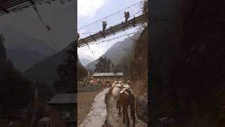 Sherpa village  Everest Base Camp Trek [upl. by Cyprus426]