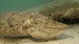 Bobbit worm and Cuttlefish Diving Thailand Sail Rock Underwater video [upl. by Linetta]