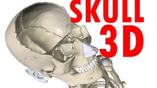 Skull Anatomy  Bones and Structures  Head Anatomy 1 [upl. by Nilhsa]