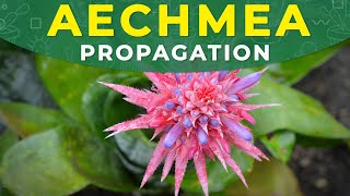 AECHMEA FASCIATA PROPAGATION  Roots formation care conditions [upl. by Assedo54]