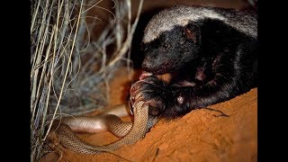 Life of one Honey Badger Natgeo Wild Best video [upl. by Waligore625]