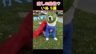 【癒しの犬】SNSでバズった動物かわいい犬動画５選！【Healing Dogs】5 Adorable Dog Videos That Went Viral on Social Media [upl. by Dnar932]