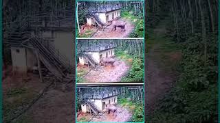 ELEPHANT ATTACK  CC TV Footage  Kerala  Only Shorts Videos shorts youtubeshorts animals [upl. by Baptiste]