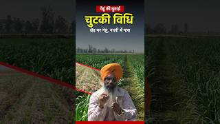 चुटकी विधि से गेहूं की बुआई बेड पर गेहूं नाली में मात्रा farming wheatfarming sugarcanefarming [upl. by Luella]