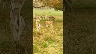 Richmond Park [upl. by Thurston]