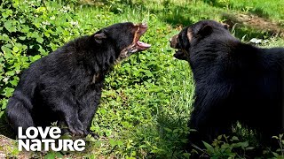 Spectacled Bears Battle for Control of Tree House  Love Nature [upl. by Chloras]