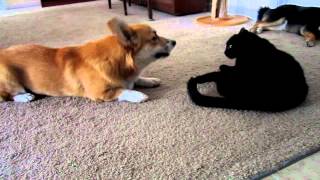 Corgi talks to cat [upl. by Mathur]