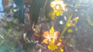 Cyrtopodium eugenii começando a florescer ☺️orquídeas natureza [upl. by Bohannon775]