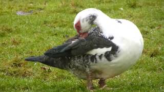 oie normandcanard de rouen et canard de barbarie [upl. by Bina]