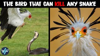 Secretary Bird  The Bird That Can Kill Any Snake [upl. by Niabi163]