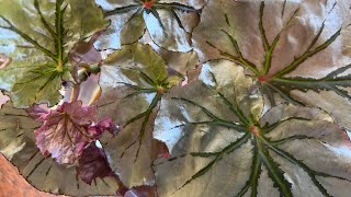 GardenHouse plant how to propagate begonia “looking glass” or cane begonia [upl. by Arreic96]