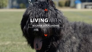 ALL ABOUT LIVING WITH BOUVIER DES FLANDRES [upl. by Eelrahs278]