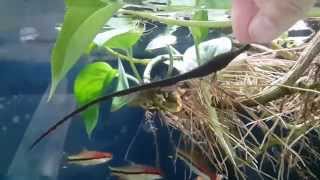 Hand feeding an ossa knife fish [upl. by Jezabel]