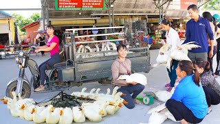 Use 3wheeled Vehicle Harvesting A Flock Of 40 Ducks Goes To Market Sell Buy Ducklings To Raise [upl. by Muldon]