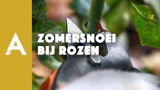 Zomersnoei bij rozen I Een groener thuis 45 I Angelo Dorny [upl. by Raleigh]