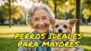 Las 12 mejores razas de perros para personas mayores [upl. by Anim]