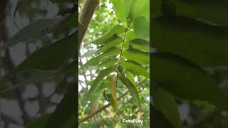 Alguem conheci essa fruta  calabura ela e bem parecida com o sabor d jabuticaba [upl. by Ecilegna]