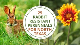 25 Rabbit Resistant Perennials for North Texas [upl. by Lynn365]