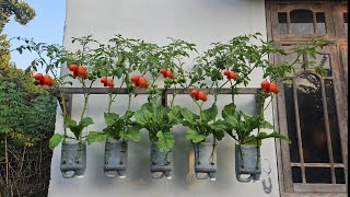 cara menanam tomat metode tumpang sari  how to plant tomatoes using intercropping method [upl. by Etteluap]