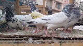 Jumma Birds Mandi Raja Bazar Dingi Khui Rawalpindi Pigeons Parrots [upl. by Aikaj584]