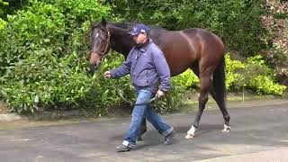 Lot 44 Tattersalls Ireland Breeze Up [upl. by Eemak]