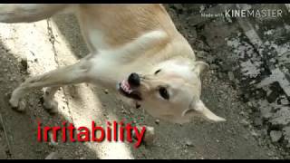 RABID DOGEarly furious form rabies symptoms in dog rabies rabies dograbies in animals [upl. by Jacquetta642]