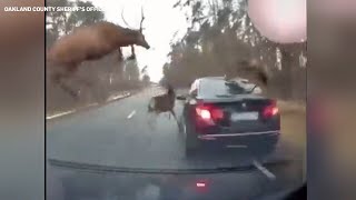 Herd of deer leaps over moving vehicle to avoid crash [upl. by Sletten946]