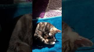 Le chat fait la sieste [upl. by Hagan407]