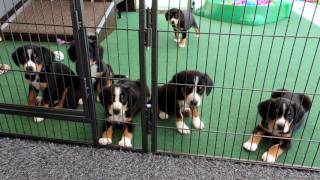 DWurf Entlebucher vom Karmelenberg 47 Tag [upl. by Are]