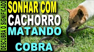 🔥 SONHAR COM CACHORRO MATANDO COBRA O QUE SIGNIFICA SONHAR MATA COBRA SONHAR COM COBRA [upl. by Chandless942]