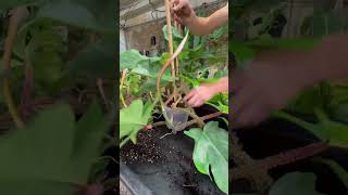 Philodendron Squamiferum Repot [upl. by Zachery533]