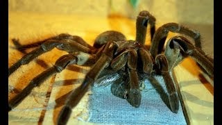 Spinnen und Insektenausstellung Ziegenhain [upl. by Cullin]