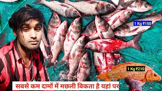 Amazing Never Seen 😱😱 Biggest Gold Carp  Fish Cutting Skills Live In Adapur  Fish Cutting Skills [upl. by Oker]