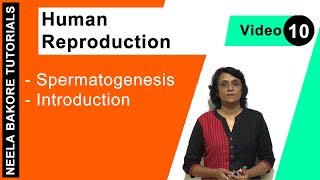 Human Reproduction  NEET  Spermatogenesis  Introduction  Neela Bakore Tutorials [upl. by Reace]